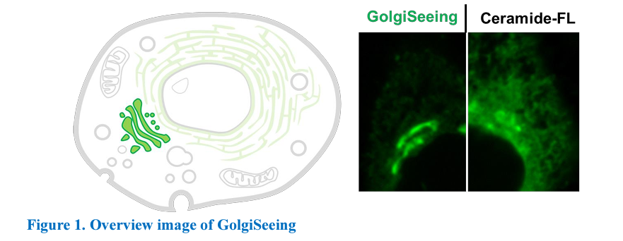 Golgiseeing-Golgi Apparatus Green-FNK-FDV-0053_Diagnocine